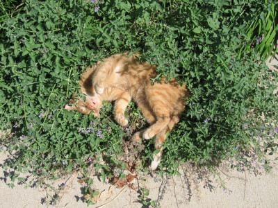 Οι γάτες τρελαίνονται για μαγιοβότανο: Τι ρόλο παίζουν οι εντομοαποωθητικές ιδιότητες του φυτού σύμφωνα με νέα μελέτη