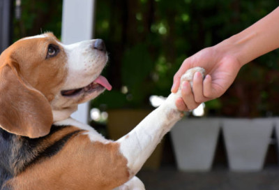 Τα σκυλιά είναι δεξιόχειρα ή αριστερόχειρα; Τι λέει η επιστήμη