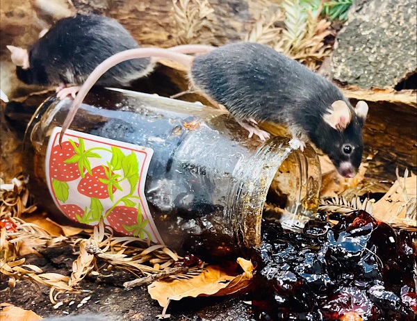 Mice-with-Jelly-crop-1536x1184.jpg