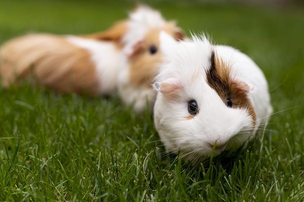 beautiful-guinea-pig-pet-portrait.jpg