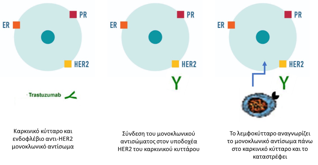 σχημα2 καρκινος μαστού HER2 - trastizumab