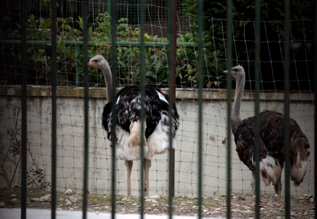 BIRD FLU 4