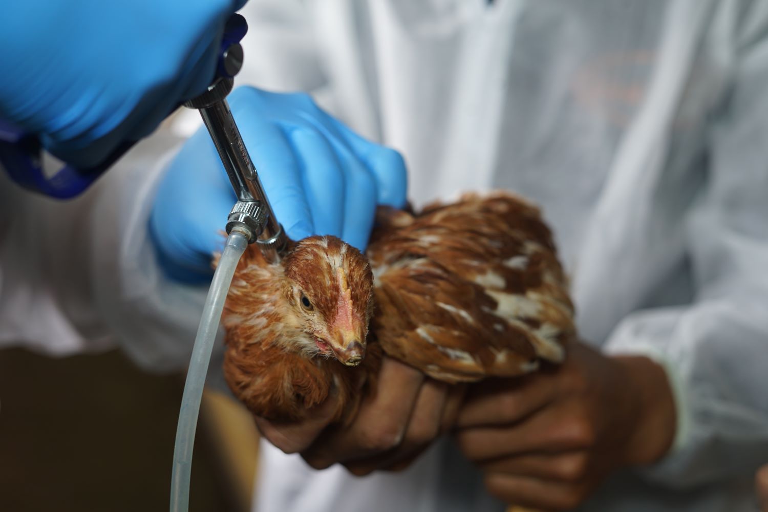 BIRD FLU 6