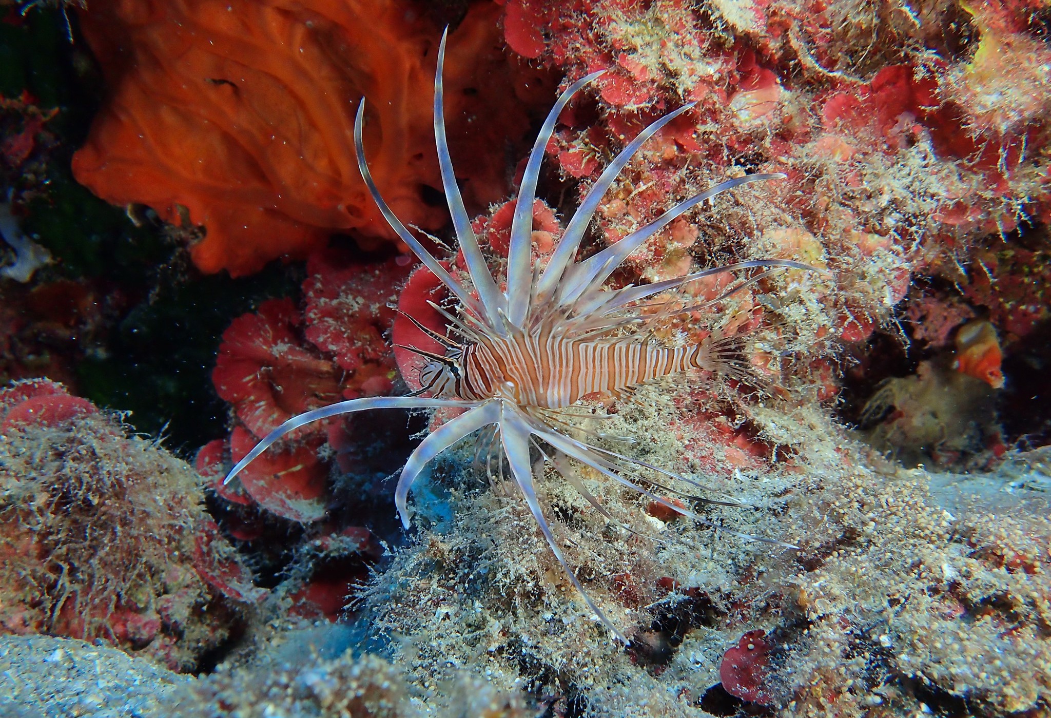 LEONTOPSARO Pterois miles juvenile Saronikos Aegina Leonidas Stavrou