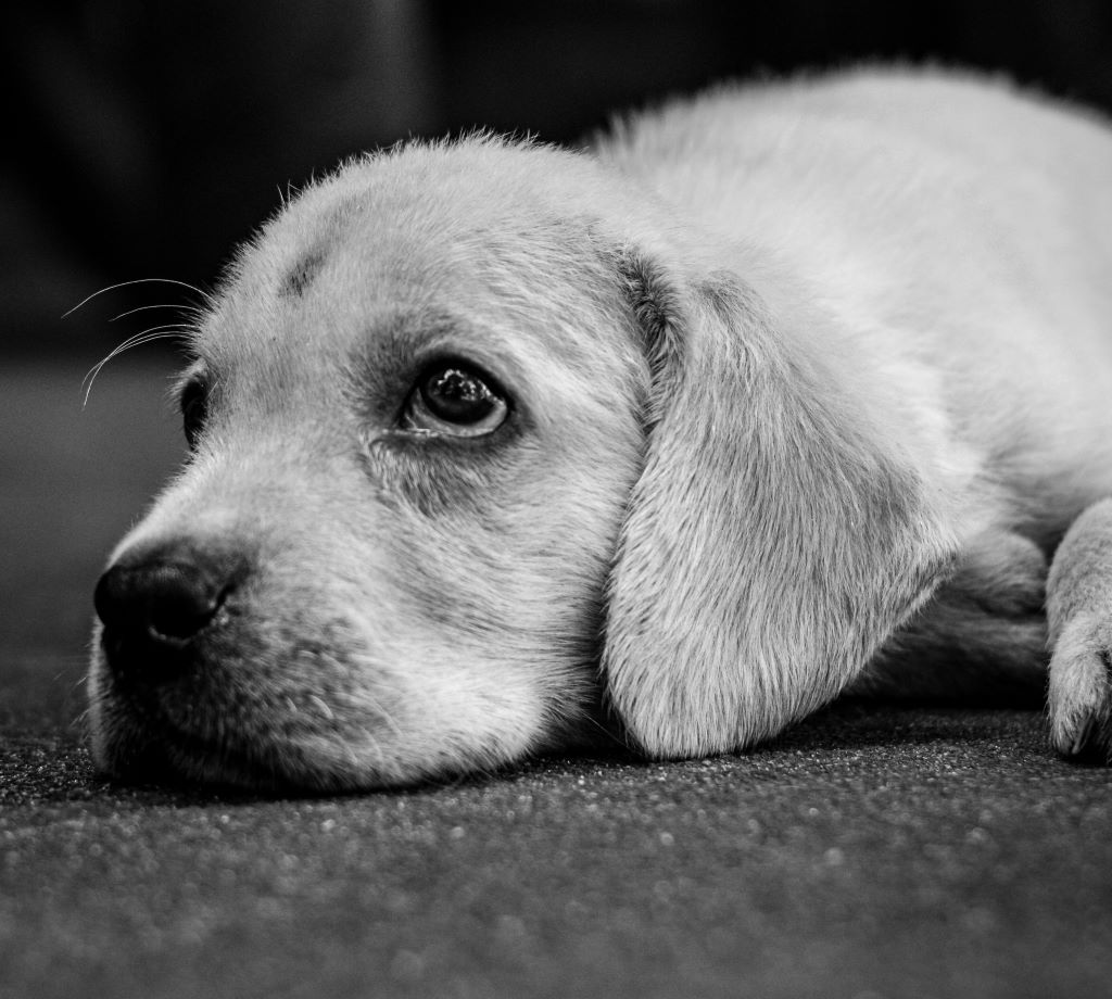 PUPPY MESA