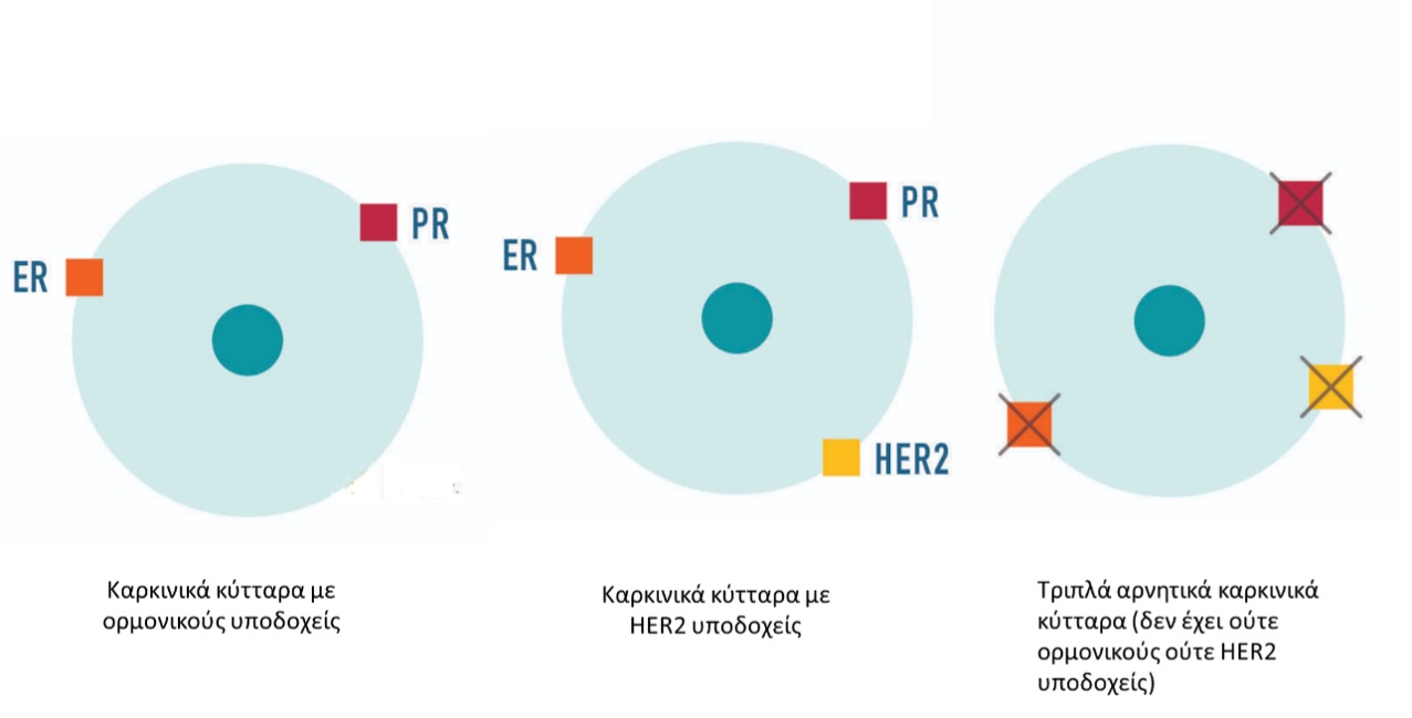 σχημα 1 HER2 καρκινος μαστού