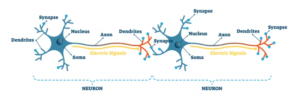synapsi