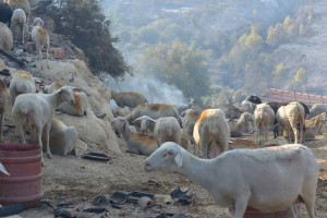 Ανήσυχος ο ΣΕΒΓΑΠ για την εξάπλωση της ευλογιάς αιγοπροβάτων