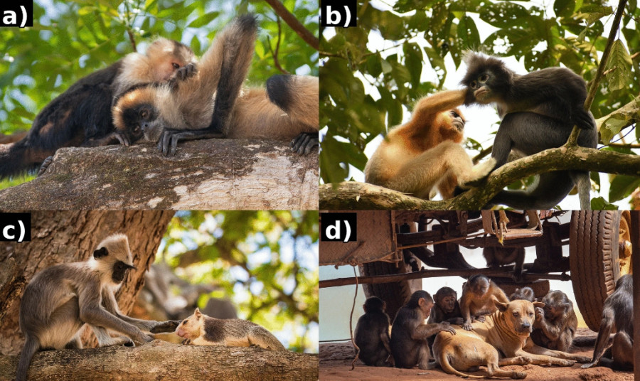 Springer Nature