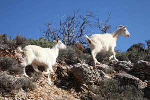 Ενισχύονται οι έλεγχοι και τα μέτρα για την ευλογιά των αιγοπροβάτων