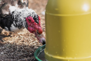 Σενάρια κινδύνου για την γρίπη των πτηνών στην Ευρώπη - Τα εργαλεία που προτείνει το ECDC