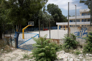 Eπείγουσα εγκύκλιος του ΕΟΔΥ για την (τοξική) πικροδάφνη στις αυλές των σχολείων