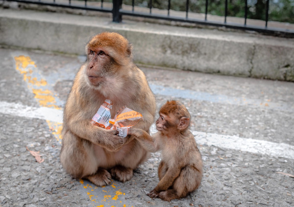 Οι μακάκοι του Γιβραλτάρ τρώνε λάσπη για να αποφύγουν τις στομαχικές διαταραχές από το junk food