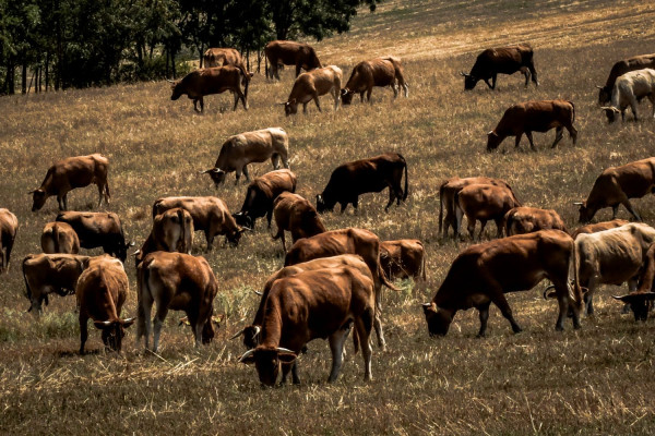 Άμεση έκδοση αποτελεσμάτων από τα κτηνιατρικά εργαστήρια του ΥΠΑΑΤ ζήτησε ο Λαζαρίδης