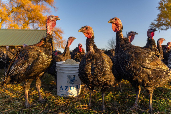 Καμπανάκι για τη γρίπη των πτηνών: Πιθανή μετάλλαξή της θα προκαλέσει πανδημία χειρότερη της Covid