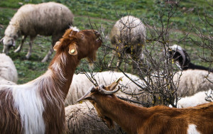 Δύο νέοι απολυμαντικοί σταθμοί στη Χαλκιδική για την προστασία του ζωικού κεφαλαίου