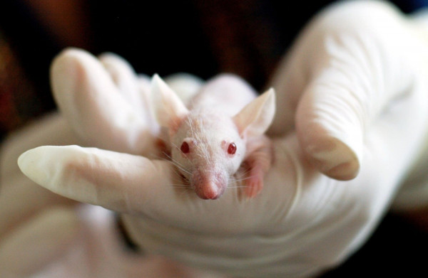 «Ναι» στον πρώτο συνδυασμό μεθόδων για πειράματα χωρίς τη χρήση ζώων από την ΕΕ