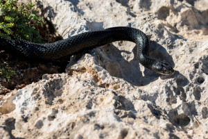 «Απαράμιλλο» αντίδοτο φτιάχτηκε από άνθρωπο που έχει υποστεί 200 δαγκώματα από δηλητηριώδη φίδια