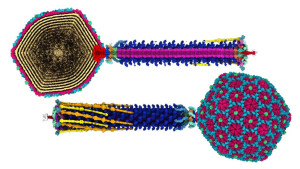 Βακτηριοφάγοι: Η λύση στη μικροβιακή αντοχή; - Τι δείχνει νέα έρευνα