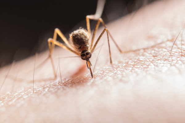 Τσίμπημα κουνουπιού: Πότε πρέπει να ανησυχούμε