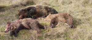 Κτήνη δολοφόνησαν αρκούδα και τα δύο μωρά της στην Καστοριά!