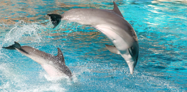 Μαμάδες δελφίνια: Ο «απίστευτος» τρόπος που επικοινωνούν με τα μωρά τους και οι ομοιότητες με την...Ελληνίδα μάνα