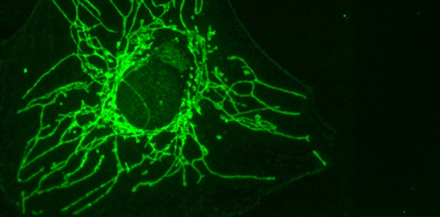 Jean-Claude Martinou / UNIGE