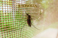 Η στάση του ΠΟΥ για την έρευνα για γενετικά τροποποιημένα κουνούπια