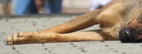 Χειροπέδες σε 87χρονο που έσερνε δεμένο σκύλο από την καρότσα του φορτηγού του