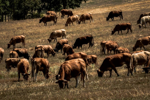 Λέσβος: Απορρίφθηκε απόφαση για διακοπή των θανατώσεων ζώων λόγω αφθώδους πυρετού
