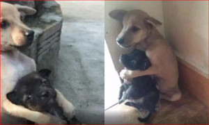 Η ιστορία δύο αχώριστων αδέσποτων σκύλων που έχει σαρώσει στο ίντερνετ