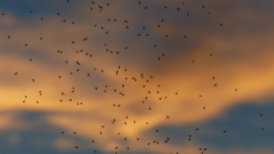 8 tips για οικολογική απομάκρυνση των κουνουπιών