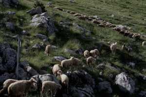 Σημαντικές επιπτώσεις στην κτηνοτροφία από μια πιθανή εξάπλωση της πανώλης των μικρών μηρυκαστικών