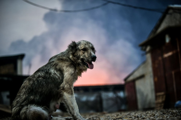 Δωρεά κτηνιατρικών προϊόντων από την ΕΝΟΡΑΣΙΣ Α.Ε. για τα ζώα που επλήγησαν από τις φωτιές