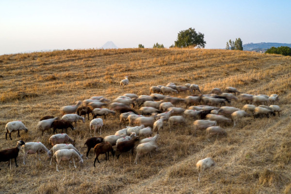 Συναγερμός και μέτρα μετά τον εντοπισμό κρουσμάτων ευλογιάς των αιγοπροβάτων στη Λέσβο