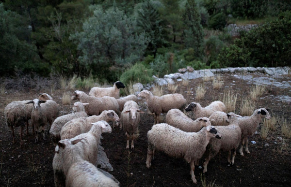 Ευλογιά αιγοπροβάτων: Σε 450.233 ανέρχονται τα θανατωμένα ζώα