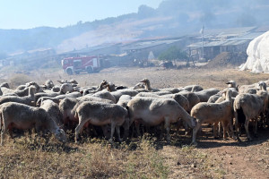 Κέλλας: Καθολική κινητοποίηση και εφαρμογή των μέτρων για την ευλογιά των αιγοπροβάτων