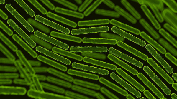 Το E. coli εξαπλώνεται εξίσου γρήγορα με τη γρίπη των χοίρων