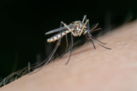 Υπ. Υγείας: «Καμπανάκι» για τους ιούς που μεταδίδουν κουνούπια - Η εγκύκλιος για έκτακτα μέτρα