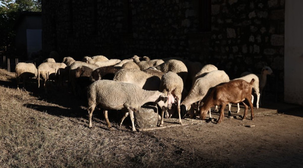 Παρατείνονται έως και τις 3 Σεπτεμβρίου τα μέτρα για την ευλογιά των αιγοπροβάτων στην Κρήτη