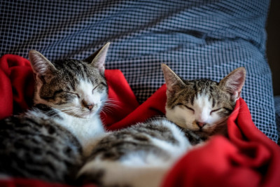 Μελέτη αποκαλύπτει γιατί οι ιδιοκτήτες γατών δεν τις αφήνουν να βγουν από το σπίτι