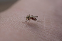 Τι προσελκύει σαν μαγνήτης τα κουνούπια και tips για να τα απομακρύνετε από δερματολόγο