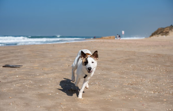 Τι ορίζει ο νόμος για την παρουσία των σκύλων στις παραλίες - Eπιτρέπεται ή όχι να κολυμπούν στη θάλασσα;