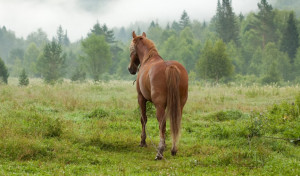 «Φρίκη» στην Πάρνηθα: Βρέθηκαν νεκρά άλογα σε γκρεμό