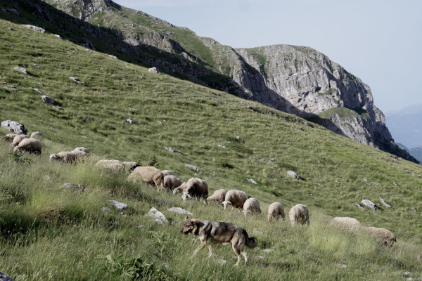 EUROKINISSI