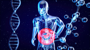 Ανακάλυψη ερευνητών του Χάρβαρντ για το έντερο μπορεί να αλλάξει τον τρόπο αντιμετώπισης της παχυσαρκίας και του διαβήτη