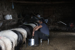 Θεσσαλονίκη: Τα μέτρα που πρέπει να ληφθούν σε κτηνοτροφικές μονάδες για τα τσιμπούρια