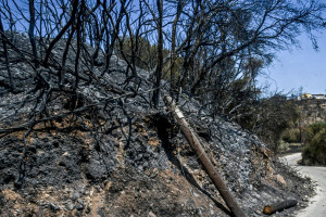Λαγουβάρδος: Στάχτη 454.000 στρέμματα στην Ελλάδα, από την αρχή του 2025