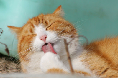 Εγκρίθηκε φάρμακο για την ανακούφιση πόνου σε γάτες με οστεοαρθρίτιδα