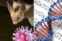 Στενός συγγενικός ιός με τον SARS-CoV-2 βρέθηκε σε νυχτερίδες